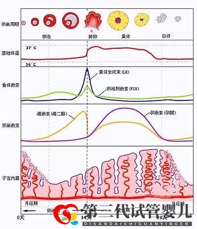 女性雌激素过高会降低试管移植成功率吗？女性雌激素多还是少较好(图2)