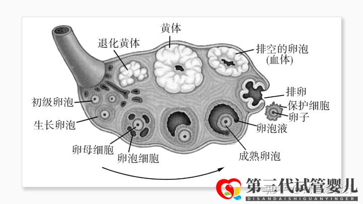 试管婴儿费用大约多少 ——最全面的费用详解(...(图4)