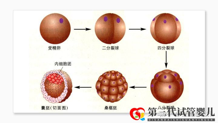 试管婴儿费用大约多少 ——最全面的费用详解(...(图7)