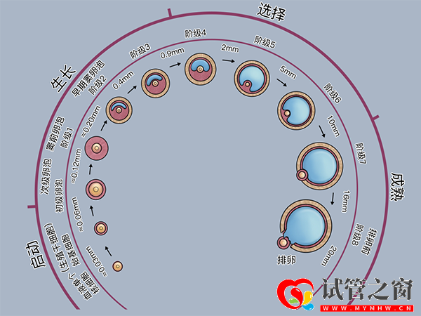 卵泡形成图