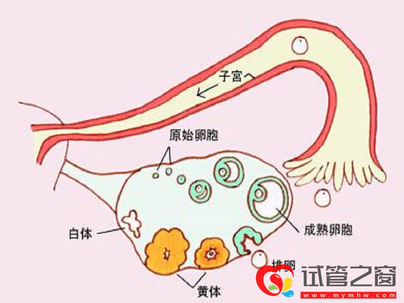 判断卵巢功能的指标