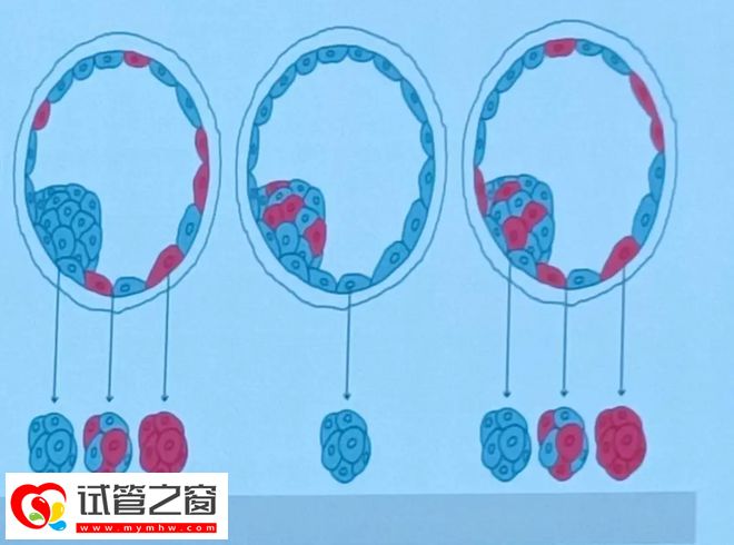 嵌合体胚胎能不能用