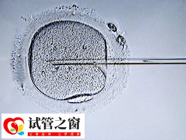 胚胎移植后会开始游走