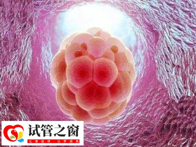 试管婴儿移植后胚胎发育慢解决方法是什么(图1) 试管婴儿移植后胚胎发育慢解决方法是什么(图1)